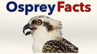 Osprey Facts