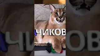 без хештегов залетит?