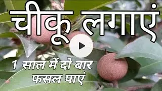 Home Gardening.. चीकू की खेती करें। इस वैरायटी को लगाकर साल में दो बार लें फसल । 