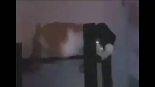 Smooth Cat Criminal (Hee-He)