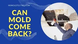 Can Mold Come Back After Remediation (Mold Testing Chevy Chase Maryland)
