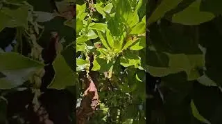 Hummingbirds July 3, 2024
