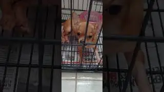 MINI TOY CHIHUAHUA