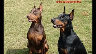 Doberman Conversation