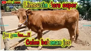 SAPI LIMOUSIN DORO SUPER