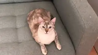 You'll never feel alone with a cat