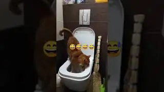 #cutecat #cutedog #cuteanimals #viral #video #viralvideo #viralshorts