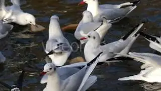 a Flock of Seagulls Floating, Flying and Fighting For Bread in Slow Motion