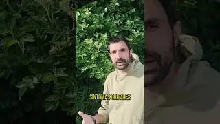 Reconocimiento y propiedades del Sauco #naturaleza #plantas #alimentosnaturales