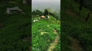 আকাশে বাতাসে