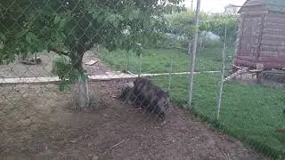 Вьетнамской свинье делают массаж - КРАСОТА