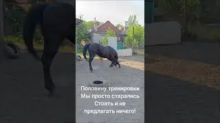 Работа в руках с вороным
