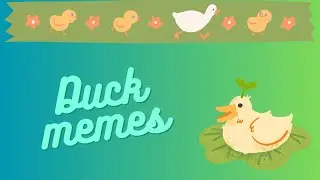 Duck memes 
