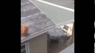 Cat.jpg