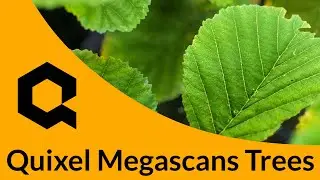 Quixel Megascans Trees EARLY ACCESS for Unreal Engine 4