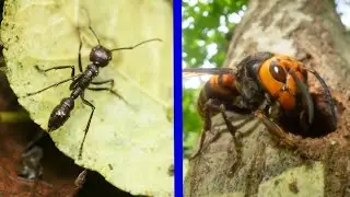 The 5 Most Poisonous Insects in the World