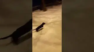 ролик делать или нет по алиэкспресу? Пиши в коменты