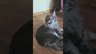 Мейн кун Велес 6мес. #cat #catlover #music #funny #funnycats #kitty #мейнкуны #kitten #cute #котики