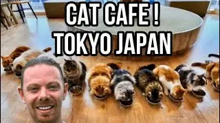M dot R VISITS CAT CAFE ! TOKYO JAPAN !