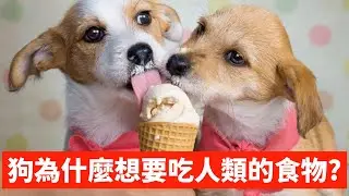 狗為什麼這麼想要吃人類的食物?