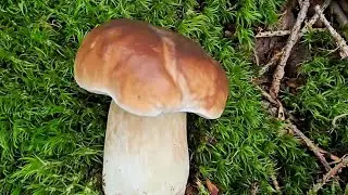 ГРИБЫ в лесу 2го НОЯБРЯ