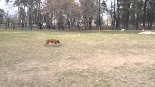Рыжий Ап 2015