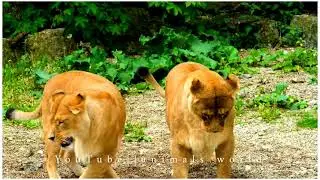 Lion Cougar Animals video wao🐅 sem lion king 