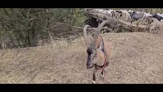 Безоар и джек