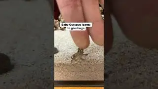 Baby octopuses aren’t very trusting 