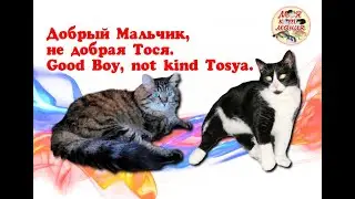 Добрый Мальчик, не добрая Тося. Good Boy, not kind Tosya.