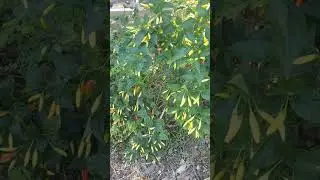 Showing tabasco pepper plant. #gardening  #pepper #shorts
