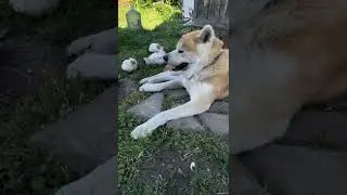 Акита в жару