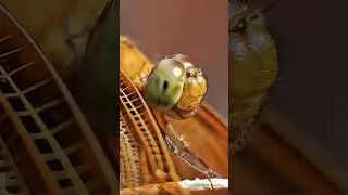 TERNYATA BEGINI WAJAH CAPUNG DARI DEKAT #capung #close #macro #fyp #viralvideo