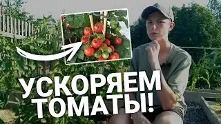 КАК УСКОРИТЬ СОЗРЕВАНИЕ ТОМАТОВ, чтобы срывать не зелеными?!