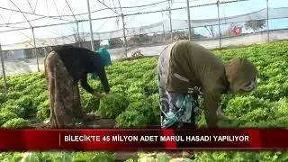 Bilecik'te 45 milyon adet marul hasadı yapılıyor