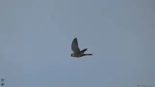 Pustułka zwyczajna w locie / Common kestrel in flight (Falco tinnunculus)