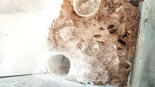 How to Successfully Remove a Tarantula Spider's Cocoon from Home: Your Path to Success. Phormingo...