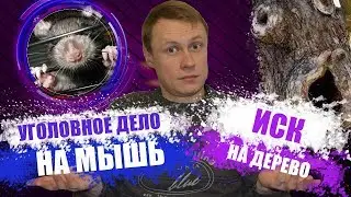 ИСК НА ДЕРЕВО ИЛИ ЗАЯВЛЕНИЕ НА МЫШЬ! КТО ПРАВ?