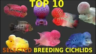 🐟🐠💓TOP 10 AMAZING CICHLIDS - SELECTIVE BREEDING¡¡🐟🐠💓 top de ciclidos de cria selectiva e hibridos🐟🐠💓