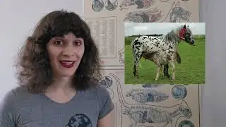 Spotting the Appaloosa: the History and Health of a Beautiful Horse