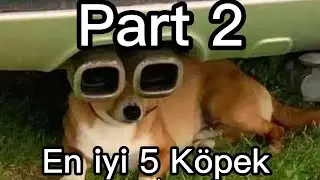 En İyi 5 Köpek 2. Bölüm
