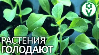 ДЕШЕВЛЕ ХЕЛАТА ЖЕЛЕЗА В 20 РАЗ! Подкормка железом для томатов, огурцов, баклажанов и других растений