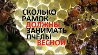 #Bees