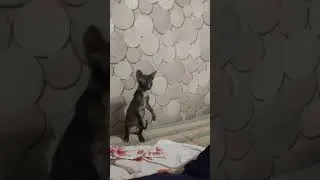 кошка донской сфинкс ходит на задних лапках 4 декабря 2021 г.