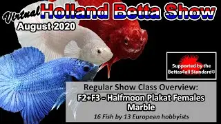 F2+F3: Halfmoon Plakat Females - Marble (Virtual Holland Betta Show 2020)