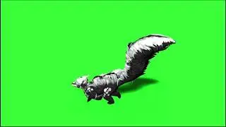 Skunk  green screen video free download like share and subscribe
