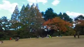 紅葉,新宿御苑,東京,Autumn leaves, Shinjuku Gyoen, Tokyo, November 23, 2018