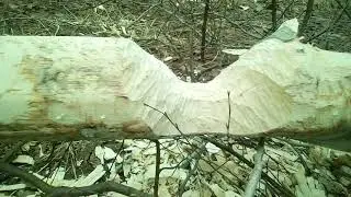Деревня весна 21.04.2019