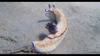 Египет 2013 морские обитатели