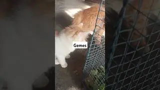 Gemes ndak... #lucu #hewanlucu #kucing #kelinci #kucinglucu #kelincilucu #youtube #hiburan #short